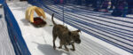 Ididarun Sled Dog Race