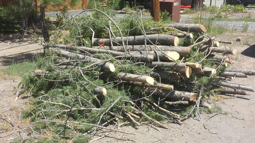 Picture of cut up trees