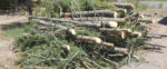 Town of Truckee’s Green Waste Drop-Off Day