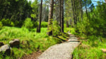 Picture of a hiking trail