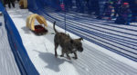 Picture of a dog pulling a sled