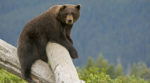 Photo of a bear