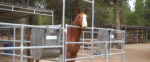 Women’s Holistic Horsemanship Workshop