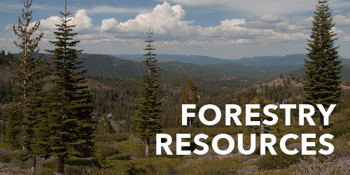 Forestry Resources