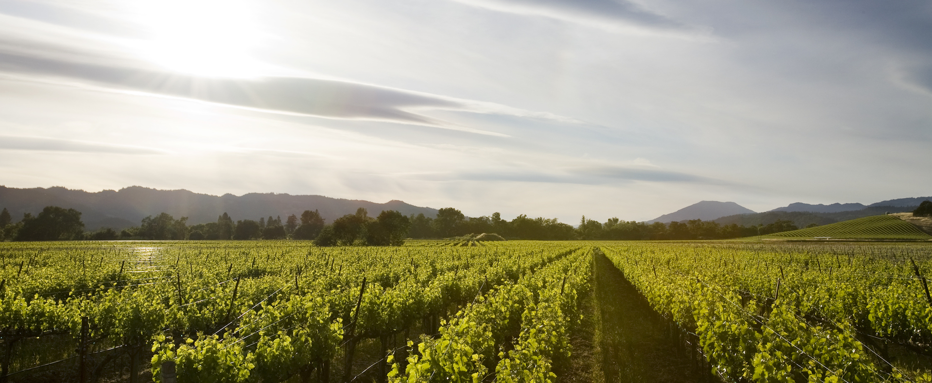 honig vineyards homepage rotator desktop image