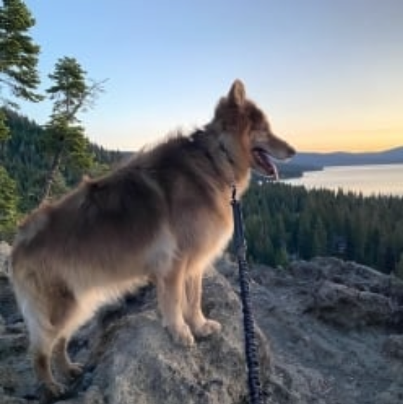 Cedar the Floof for dog mayor campaign