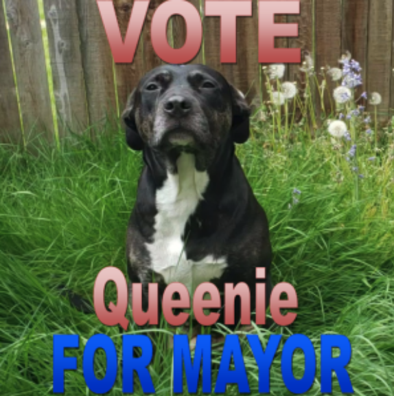 Queenie for dog mayor campaign