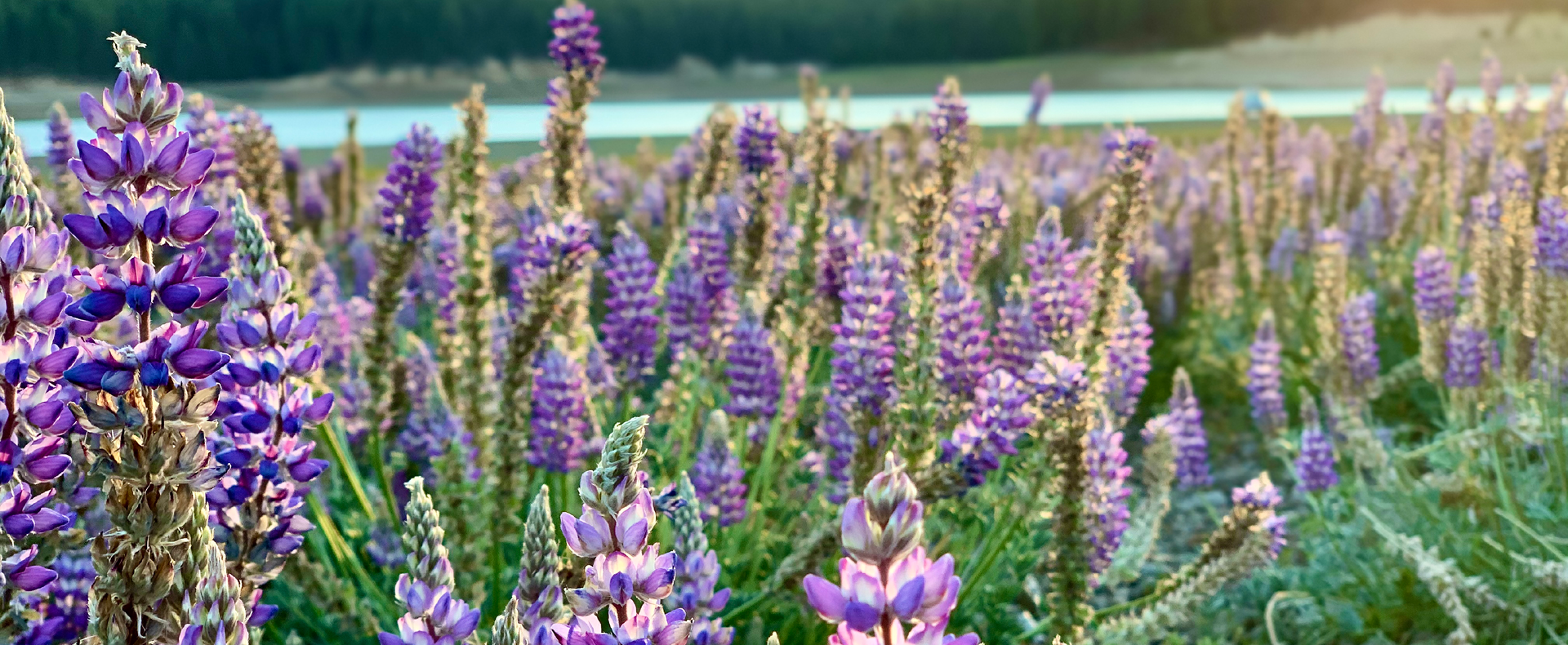 Page header image