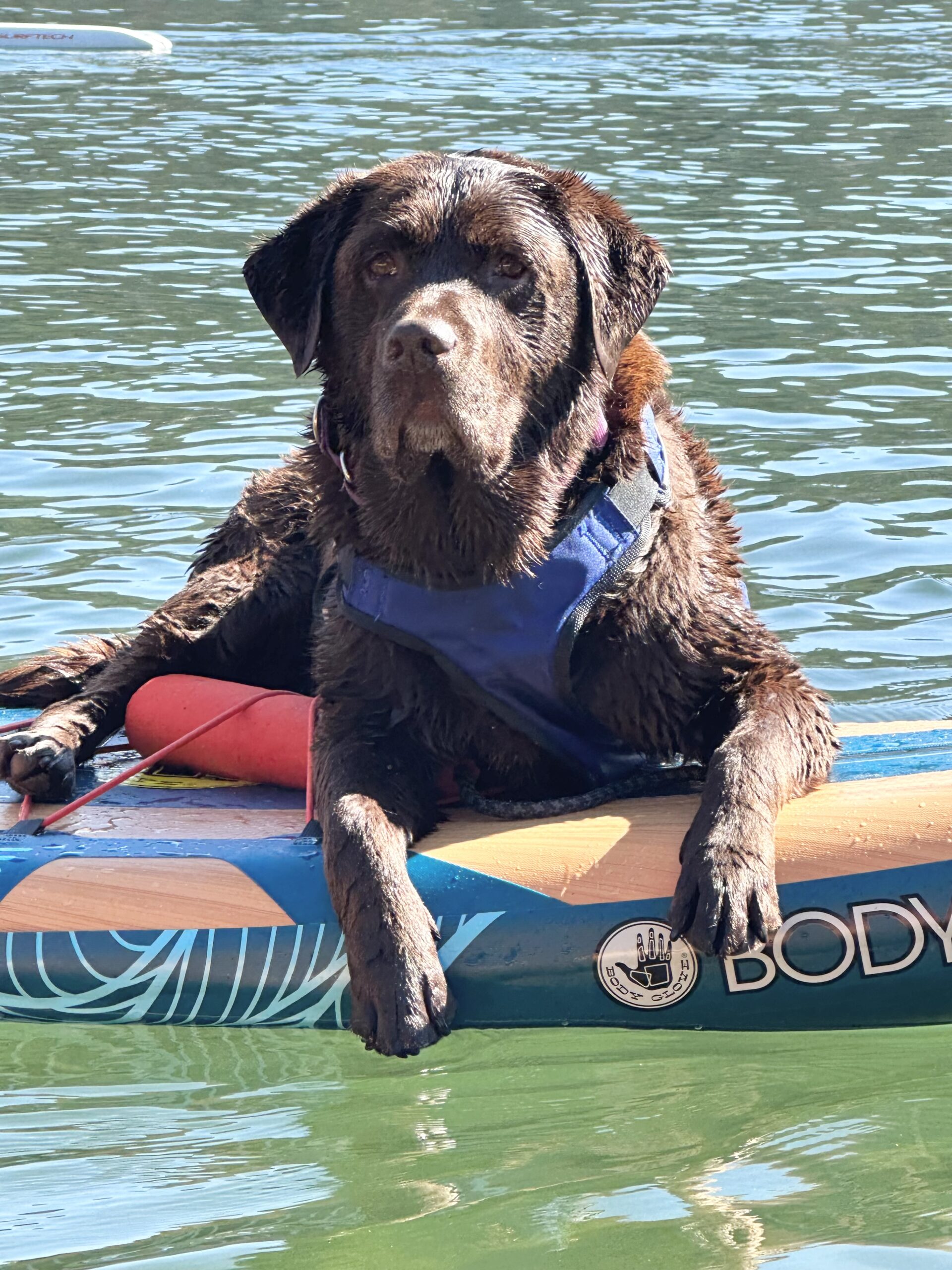 Sierra, a brown chocolate lab, sitting on a paddle board