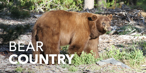 Welcome Page Tile - Bear Country