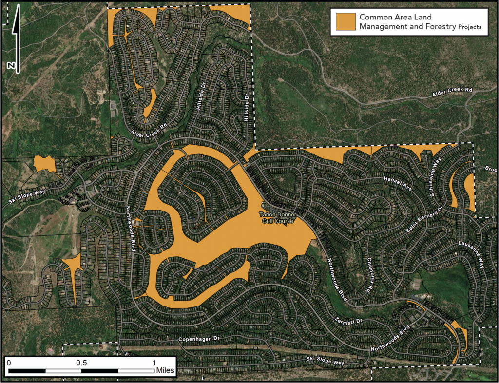 Forestry Work in Common Area 2024