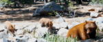 Picture of mama bear and her cubs in Tahoe Donner