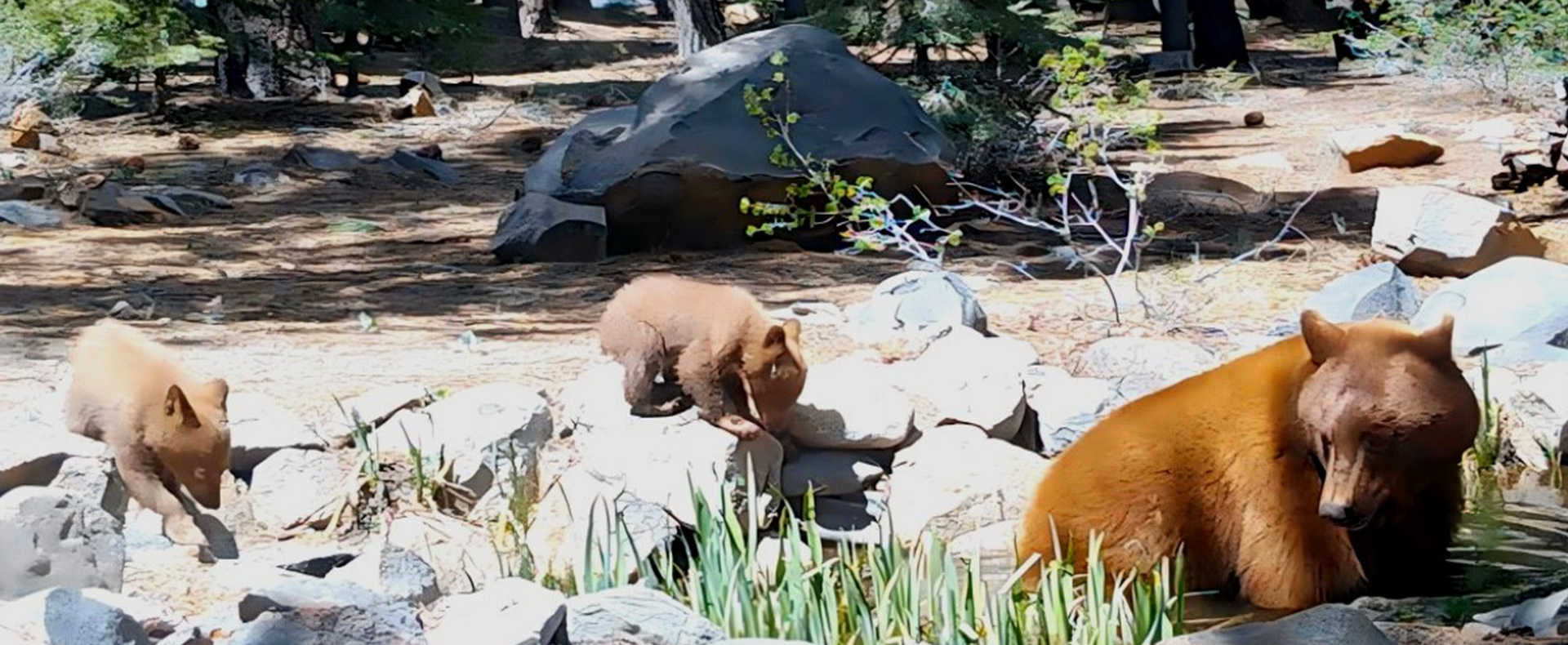 Bear Safety Tips