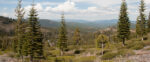 Forest that has been cleared of wildfire fuels