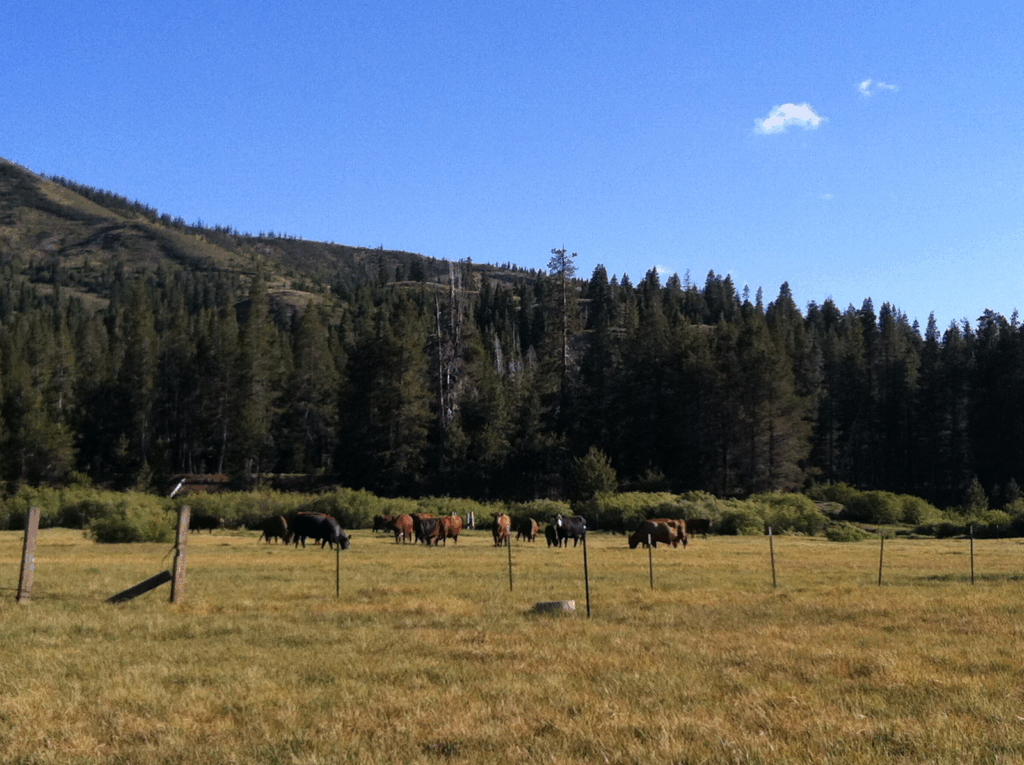 Cattle graze in Euer Valley in 2013, shortly before ranching was phased out. Photo by Alyson Stetz.