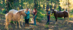 How Understanding Equine Neuroscience Can Enhance Your Horsemanship Skills
