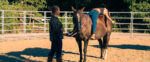 Pelvic Floor Workshop For Horseback Riders