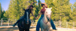 Women’s Harmony With Horses Workshop